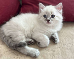 Кошки в Йошкаре-Оле: Котята породы Невская маскарадная Мальчик, 8 000 руб. - фото 6