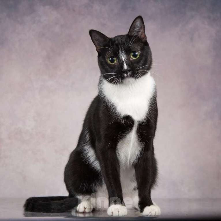 Кошки в Москве: Смышленый, ласковый молодой котик Ося ищет семью Мальчик, Бесплатно - фото 4