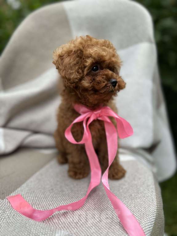 Собаки в Москве: Щенки мальтипу Девочка, 240 000 руб. - фото 5