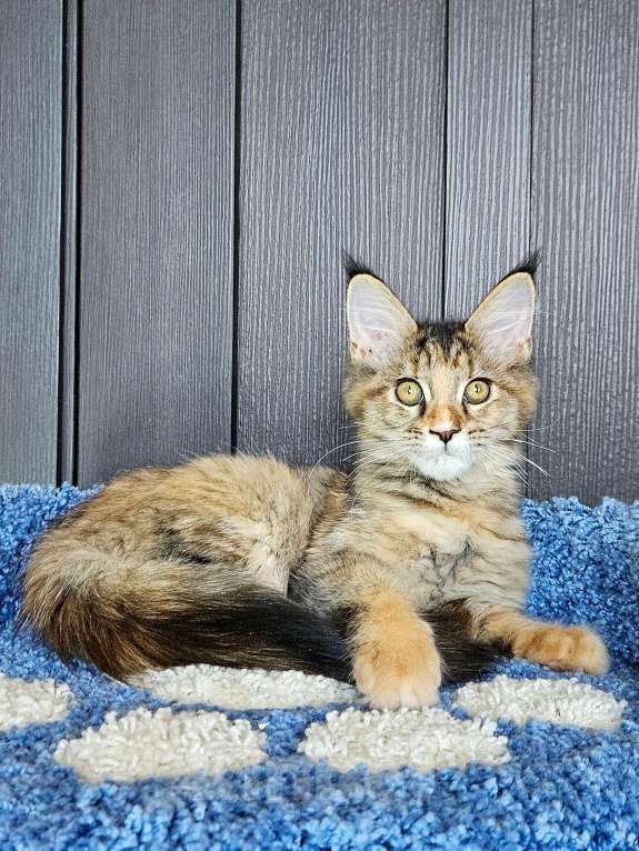 Кошки в других городах Московской области: Котенок Мейн-кун Девочка, 18 000 руб. - фото 3