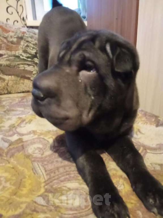 Собаки в Новосибирске: Девочка шарпей ищет хозяина! Девочка, 15 000 руб. - фото 3