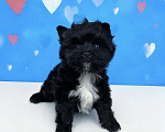 Собаки в Москве: Чёрный йорк мальчик стандарт Мальчик, 80 000 руб. - фото 5