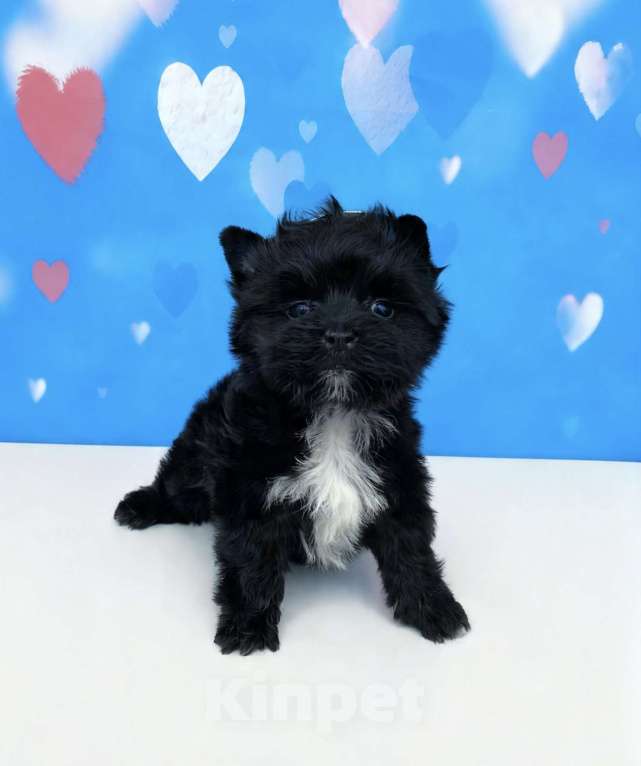 Собаки в Москве: Чёрный йорк мальчик стандарт Мальчик, 80 000 руб. - фото 5