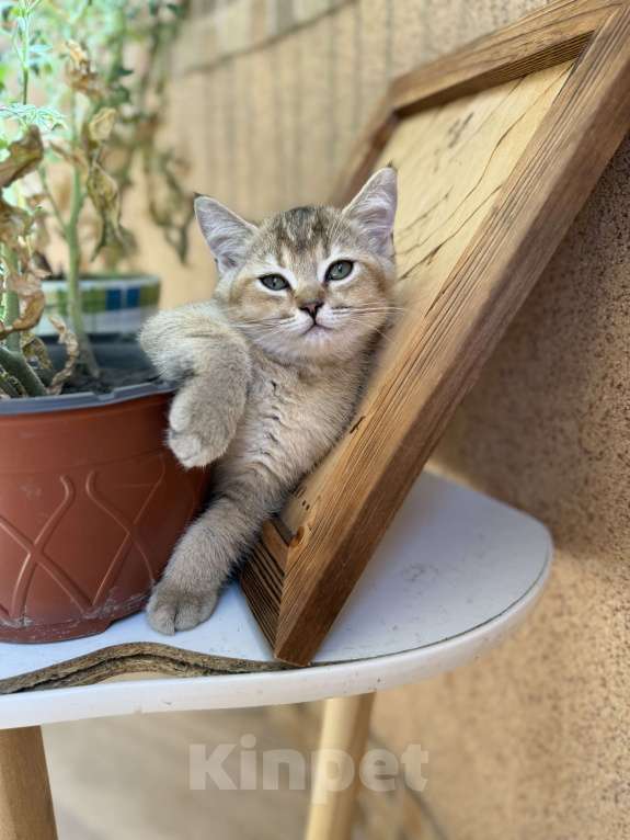 Кошки в Краснодаре: Шотландская золотая шиншилла  Мальчик, 15 000 руб. - фото 6