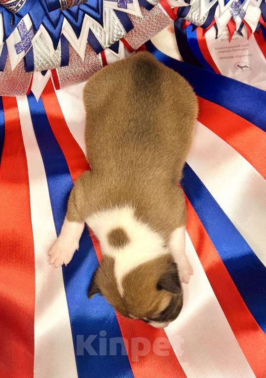 Собаки в Курске: Девочка басенджи  Девочка, 70 000 руб. - фото 3