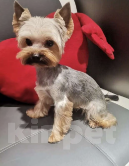 Собаки в Вязьме: Продам щенков Девочка, 25 000 руб. - фото 5