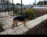 Собаки в Перми: Вязка немецкая овчарка, Бесплатно - фото 3