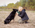 Собаки в Москве: Очень ласковая умная Сорбонна ищет дом Девочка, Бесплатно - фото 6