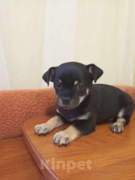 Собаки в Орле: Собаки Мальчик, 15 000 руб. - фото 5