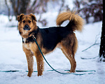 Собаки в Москве: Хьюго 4года, Достоинств много, а вот хозяина так и нет… Мальчик, Бесплатно - фото 5
