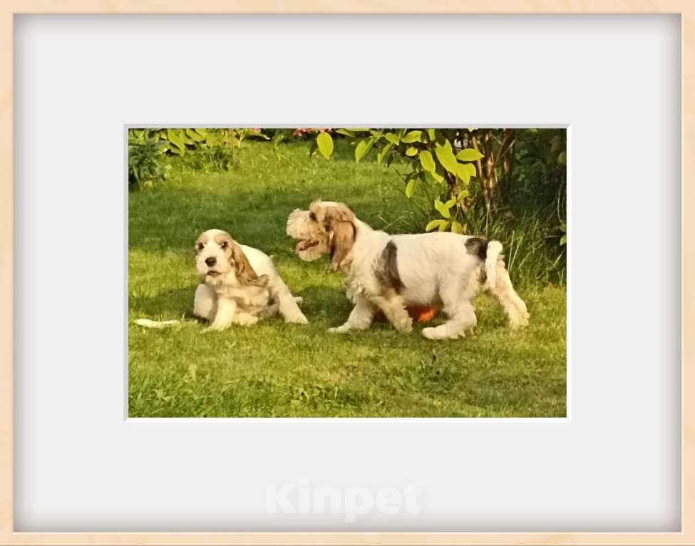 Собаки в Москве: Малый вандейский бассет гриффон щенки Мальчик, 95 000 руб. - фото 3