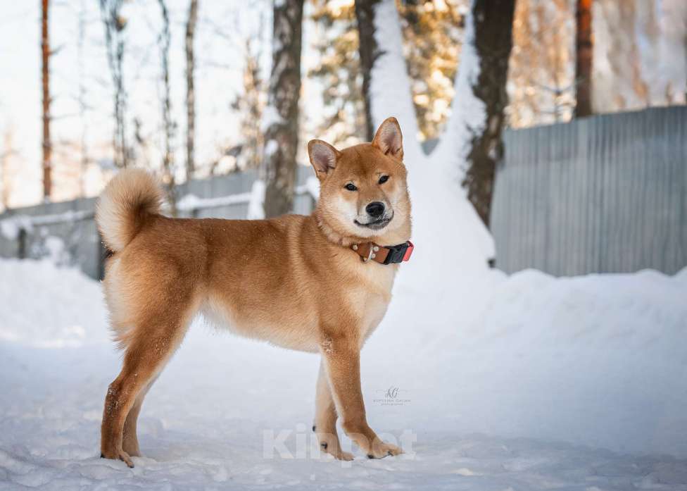 Собаки в Москве: Щенок девочка Сиба-ину ласковая и нежная Девочка, 60 000 руб. - фото 5