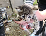 Кошки в Подольске: Котятки любящим хозяевам Девочка, Бесплатно - фото 2
