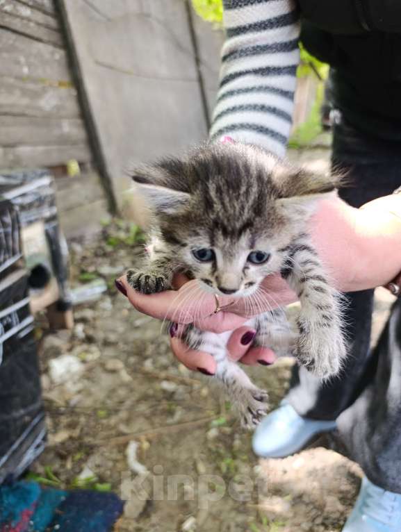Кошки в Подольске: Котятки любящим хозяевам Девочка, Бесплатно - фото 2