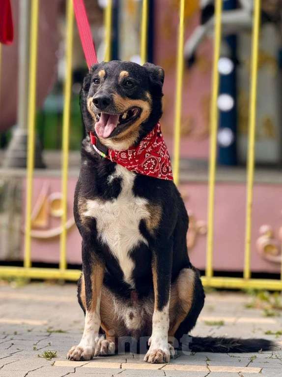Собаки в Москве: Трёхцветное счастье ищет дом! Мальчик, Бесплатно - фото 6