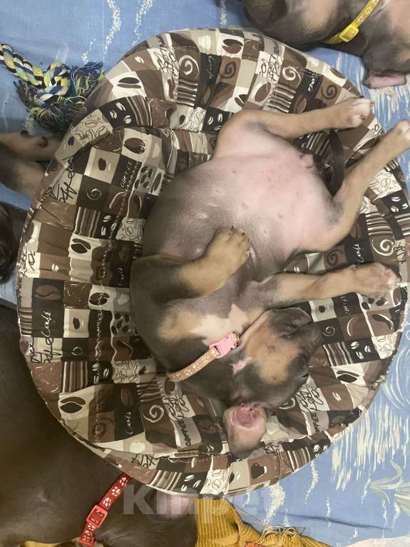 Собаки в других городах Ленинградской области: Мона Лиза Девочка, 45 000 руб. - фото 3