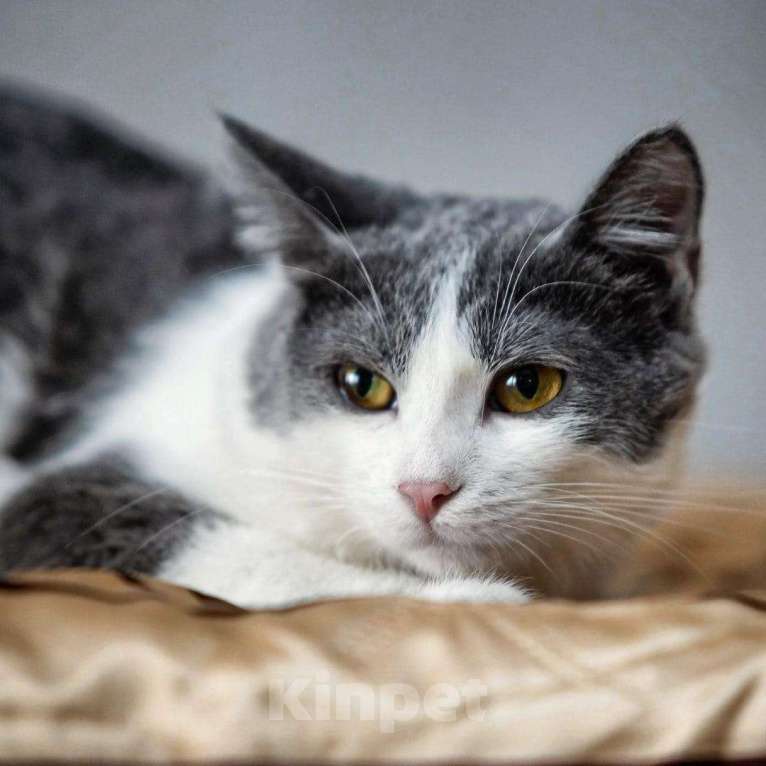 Кошки в Новохоперске: кошки, 20 руб. - фото 1