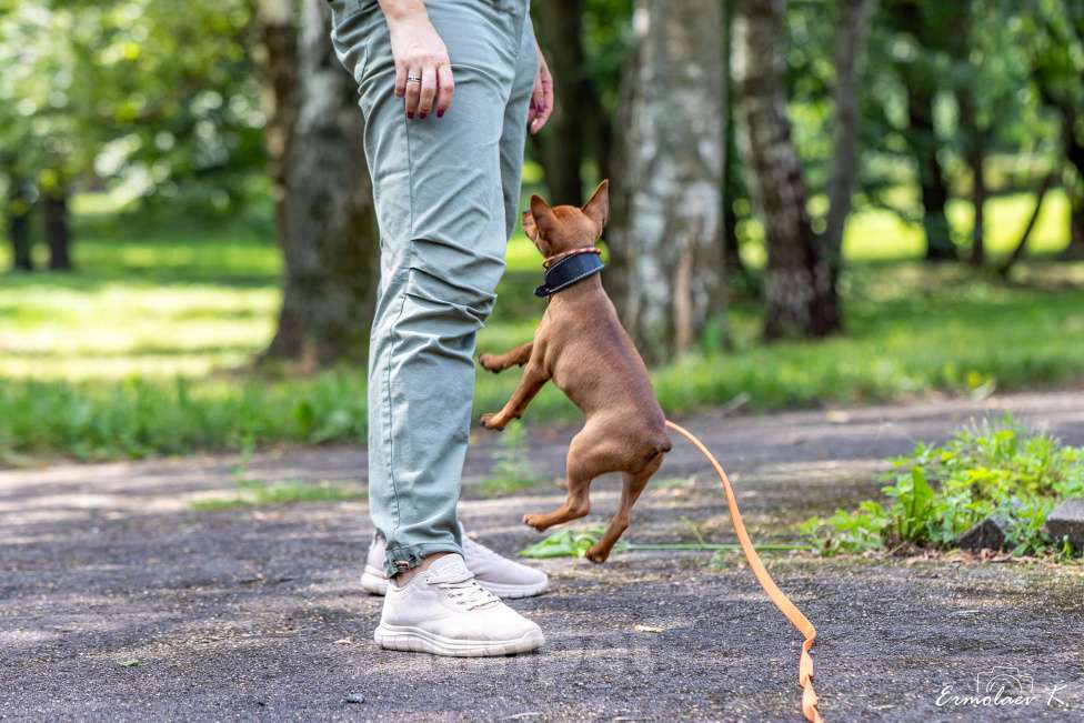 Собаки в Подольске: Цвергпинчер Оти Пампкин Девочка, 50 000 руб. - фото 4