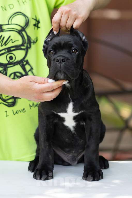 Собаки в Краснодаре: Кане корсо щенки Мальчик, Бесплатно - фото 2