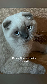 Красавец-шотландец