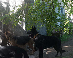Собаки в Москве: Щенки немецкой овчарки Девочка, 18 000 руб. - фото 10