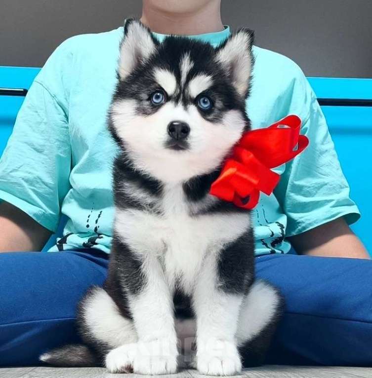 Собаки в Казани: Щенки хаски разных окрасов Разнополые, Бесплатно - фото 2