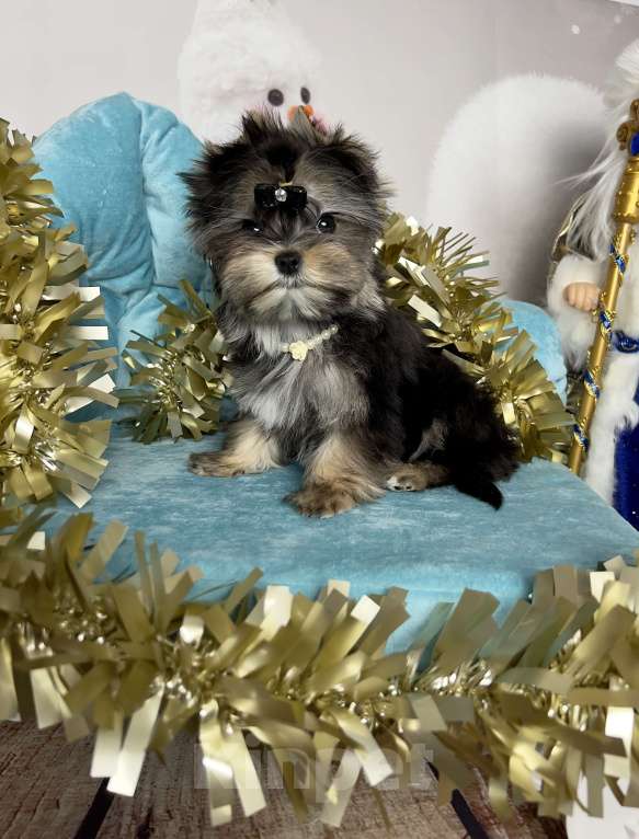 Собаки в Сосновом Бору: Девочка Мэсси йорктиз ( НРКА) Девочка, 50 000 руб. - фото 4