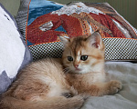 Кошки в Санкт-Петербурге: Кошка 2,5 месяца Bri 11(12). Продажа в любимцы 18000. В разведение цена обговаривается. Девочка, 18 000 руб. - фото 2