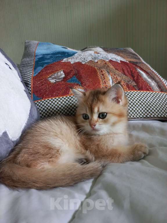 Кошки в Санкт-Петербурге: Кошка 2,5 месяца Bri 11(12). Продажа в любимцы 18000. В разведение цена обговаривается. Девочка, 18 000 руб. - фото 2