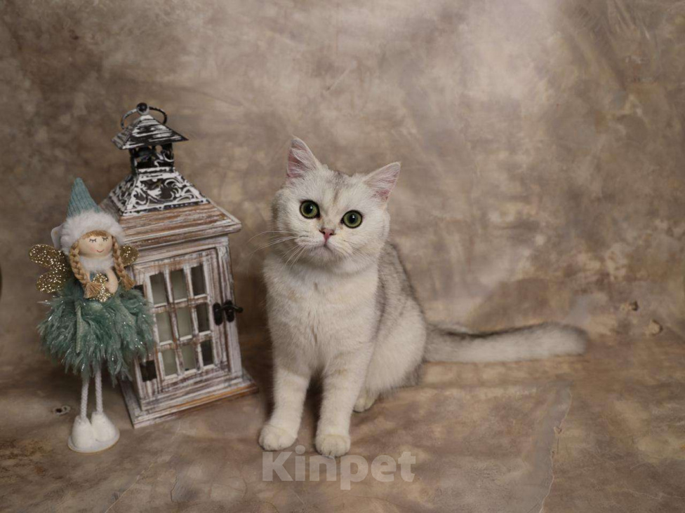 Кошки в Москве: Шотландский прямоухий короткошёрстный котёнок Девочка, 16 000 руб. - фото 8