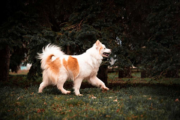 Ненецкая лайка (оленегонный шпиц)