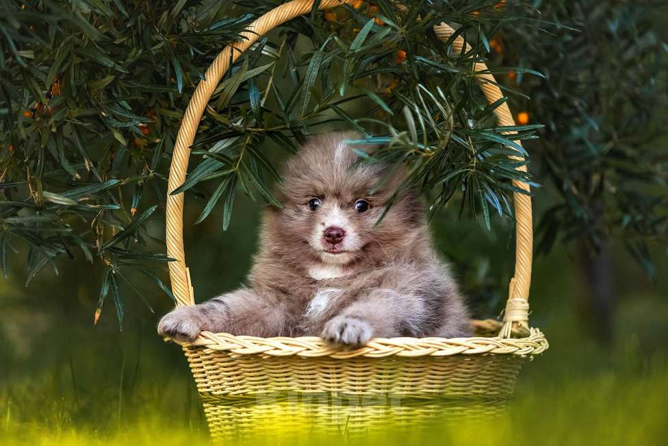 Собаки в Ярославле: Кобель шпиц мраморного окраса Мальчик, 40 000 руб. - фото 6