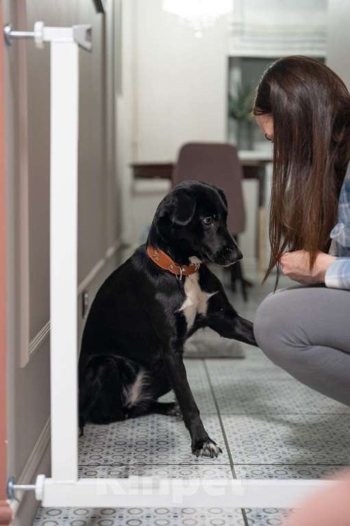 Собаки в Люберцах: Метис овчарки и спаниеля Девочка, Бесплатно - фото 10