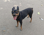 Собаки в Хабаровске: Найден той-терьер Мальчик, 1 руб. - фото 2