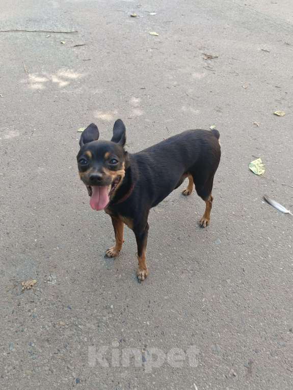 Собаки в Хабаровске: Найден той-терьер Мальчик, 1 руб. - фото 2