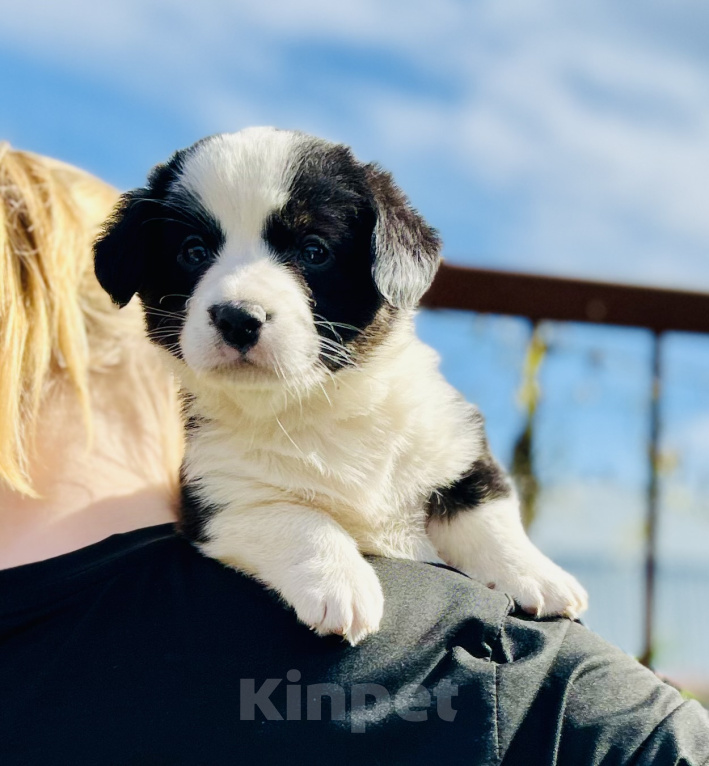Собаки в Тюмени: Вельш корги кардиган Девочка, 50 000 руб. - фото 1