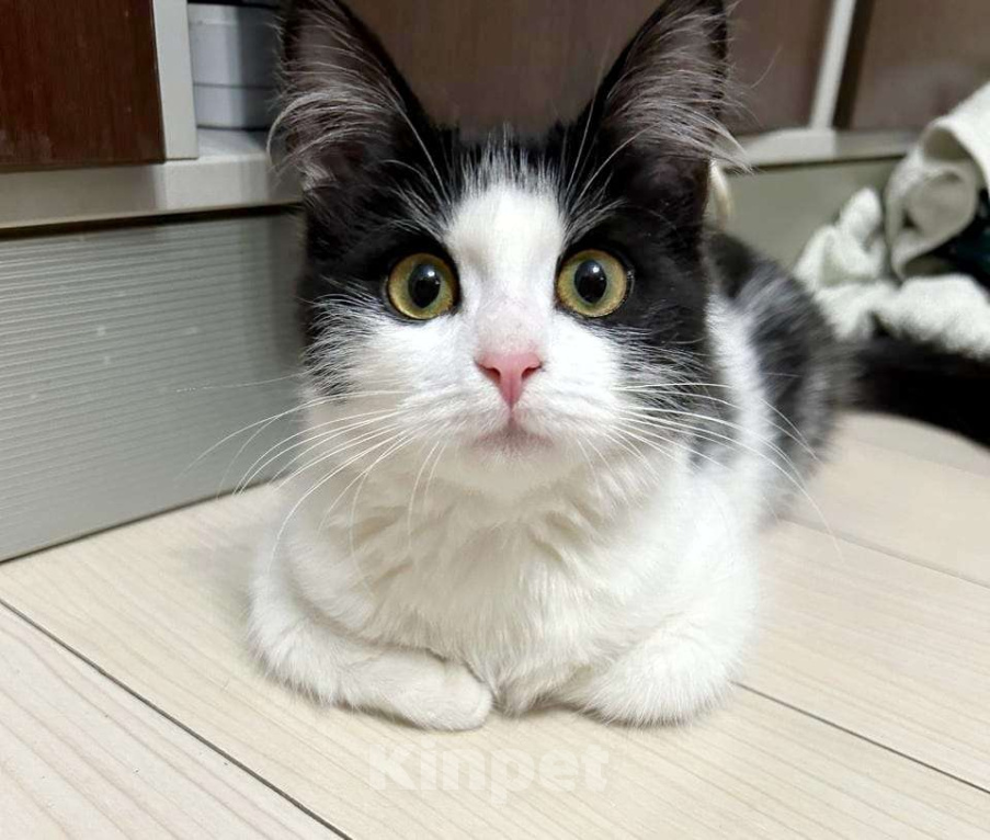 Кошки в Москве: Котёночка  Девочка, Бесплатно - фото 1