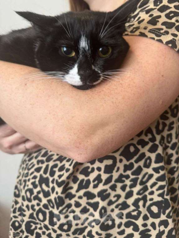 Кошки в Москве: Приютите одинокого Ронечку. Мальчик, Бесплатно - фото 8