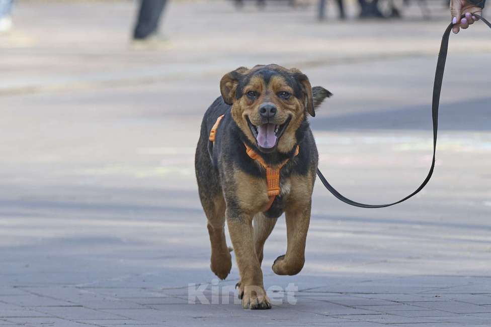 Собаки в Москве: Пёс в добрые руки Мальчик, Бесплатно - фото 3