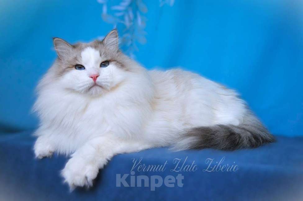 Кошки в Москве: Молодой мужчина Вермут. Мальчик, 10 000 руб. - фото 2