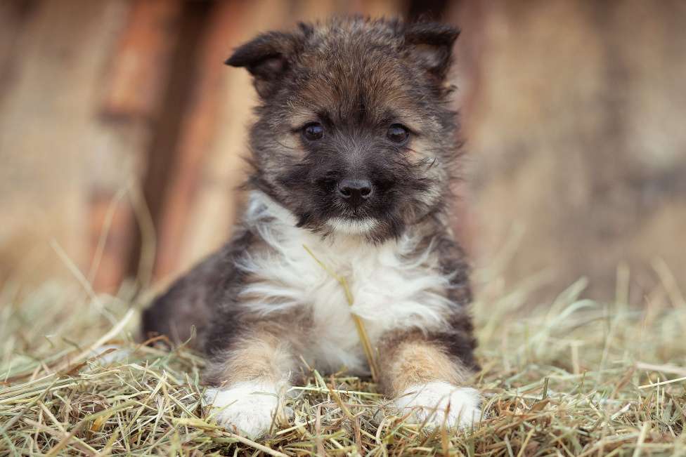 Собаки в Москве: щенок мелкаш Мимоза в добрые руки Девочка, Бесплатно - фото 6