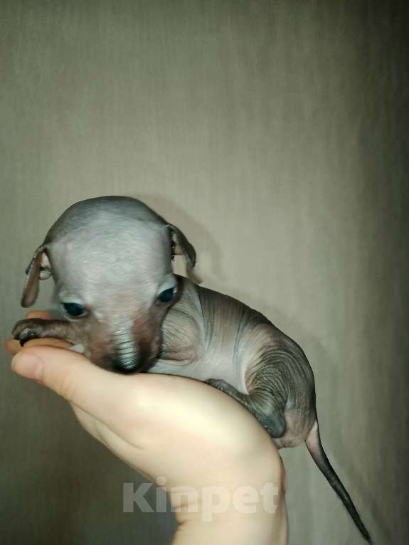 Собаки в Липецке: Щенок мексиканская голая Мальчик, 20 000 руб. - фото 2