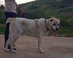 Собаки в Видном: Алабай Джек, 6 лет Мальчик, Бесплатно - фото 7