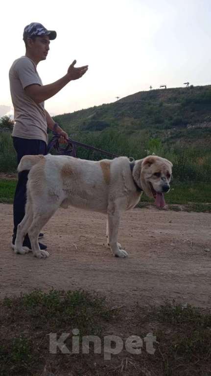 Собаки в Видном: Алабай Джек, 6 лет Мальчик, Бесплатно - фото 7