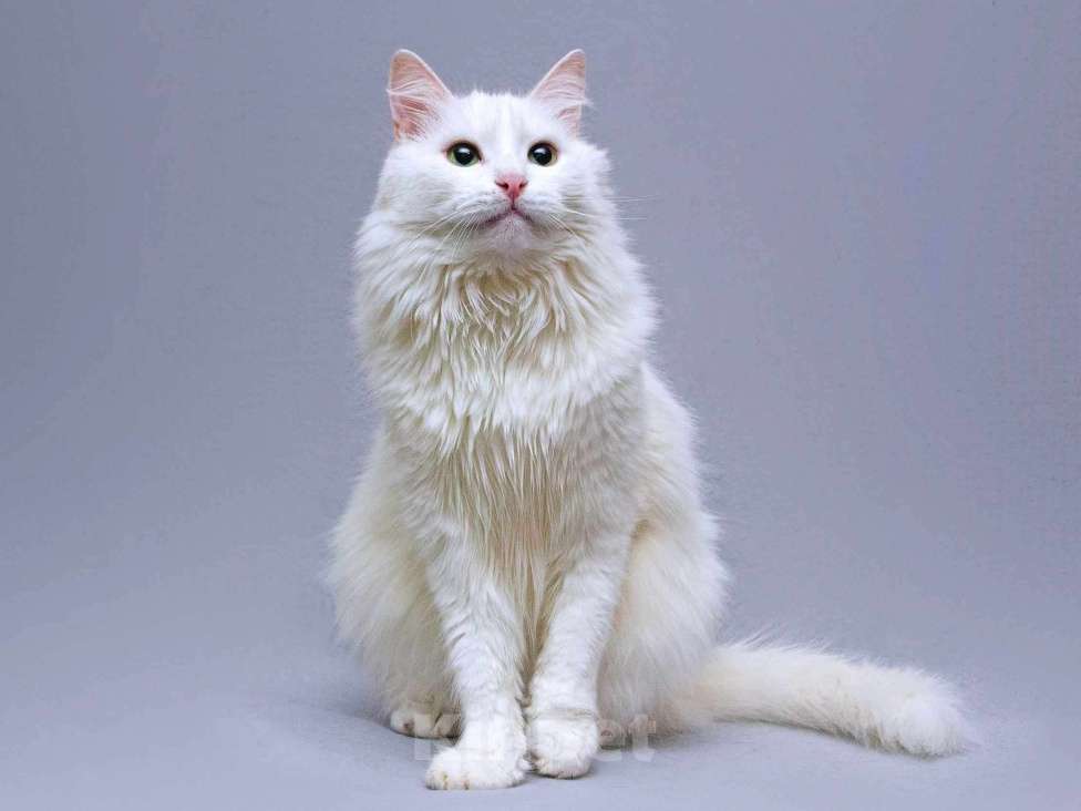 Кошки в Москве: Нежный ласковый котик Никита в добрые руки Мальчик, Бесплатно - фото 2