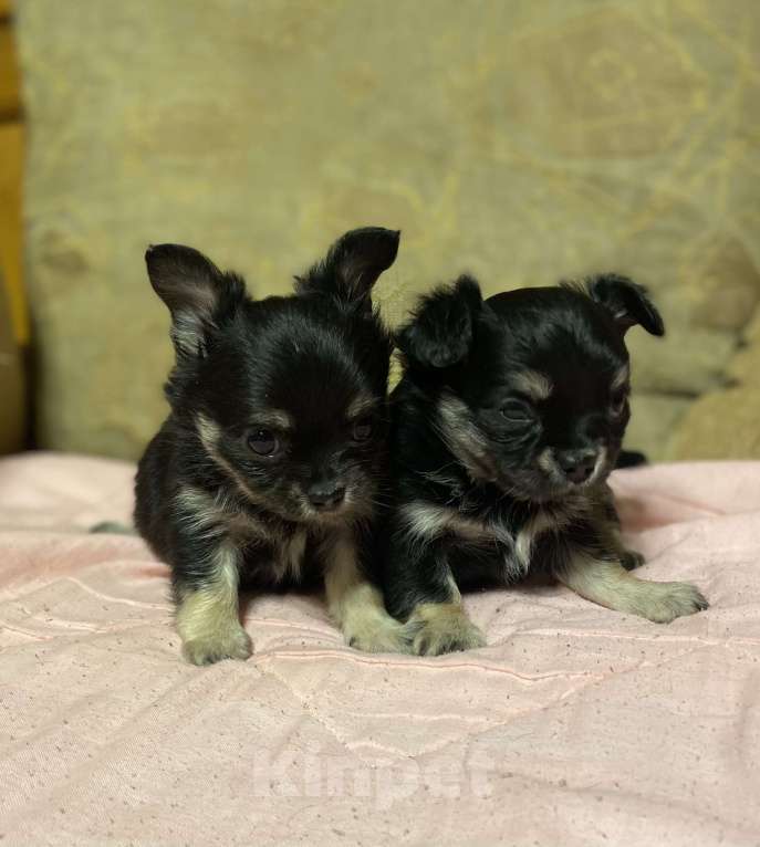 Собаки в Санкт-Петербурге: Девочка - красавица трехцветная  Девочка, 35 000 руб. - фото 4