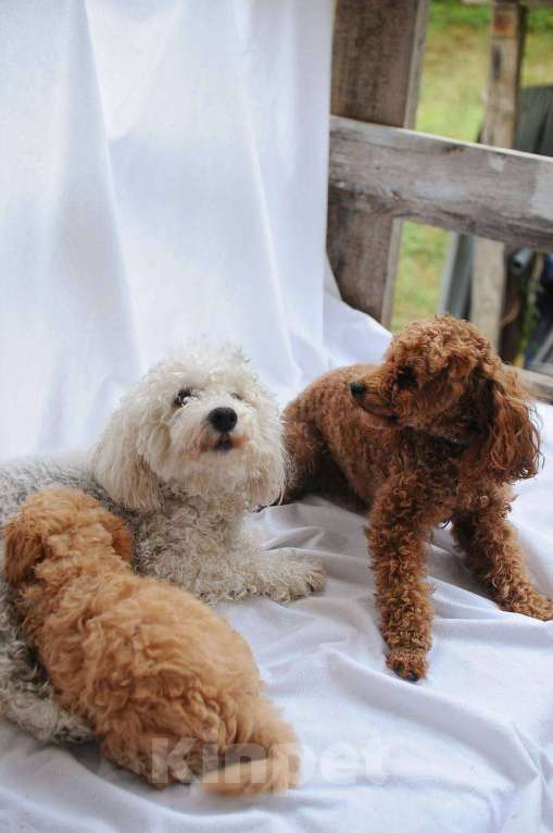 Собаки в Хадыженске: Мальтипу teddy bear look Мальчик, 57 000 руб. - фото 3