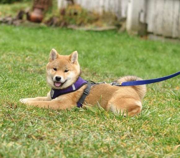 Собаки в Задонске: Девочка Сиба Девочка, 45 000 руб. - фото 3