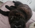 Кошки в Мытищах: Котик в добрые руки Мальчик, Бесплатно - фото 3