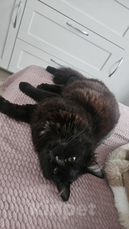 Кошки в Мытищах: Котик в добрые руки Мальчик, Бесплатно - фото 3